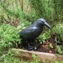 Bird scare, black crow