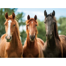 3D place mat horses brown set of 2